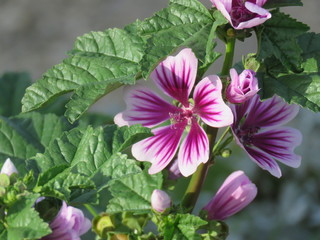 Some beautiful flamed flowers in the park