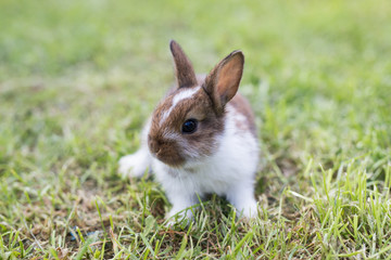 Funny little rabbit laying in the grass