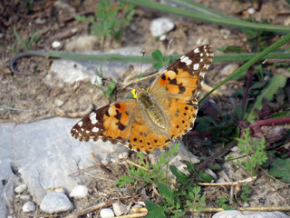 A beautiful butterfly in the middle of nothing
