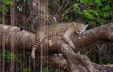 Jaguar lies on a picturesque tree in the middle of the jungle. South America. Brazil. Pantanal National Park.