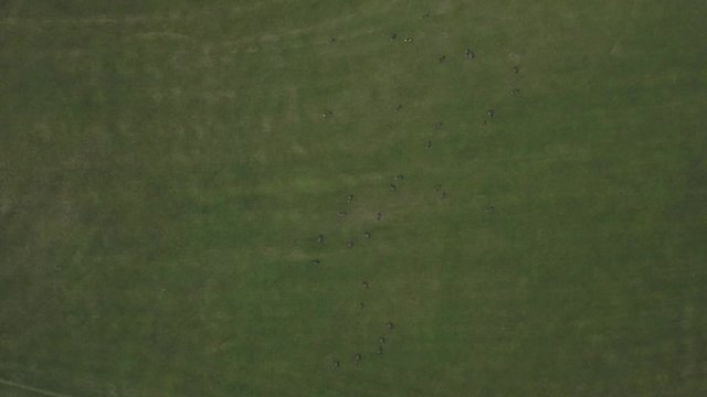 Enten im Park von M&uuml;nchen von oben mit einer Drohne gefilmt