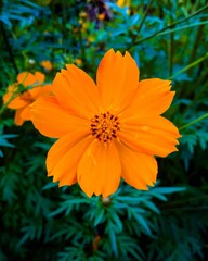 orange flower in the garden