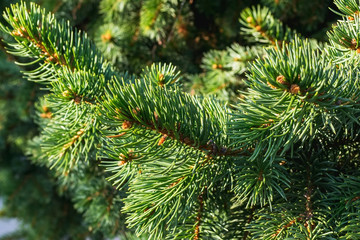 Evergreen spruce twigs on a warm sunny day. Coniferous tree for winter holidays background. Green fir or pine branches.