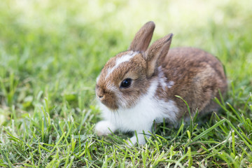 Funny little rabbit laying in the grass