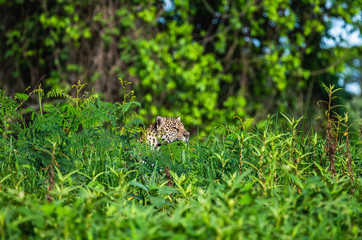 Jaguar is hiding in the grass. South America. Brazil. Pantanal National Park.