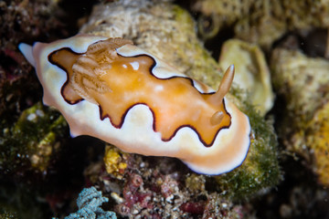 A beautiful nudibranch, Chromodoris coi, crawls across the seafloor in Komodo National Park, Indonesia. 