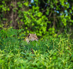 Jaguar is hiding in the grass. South America. Brazil. Pantanal National Park.
