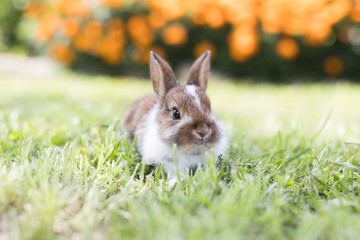 Funny little rabbit laying in the grass