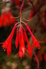Red flower in a greenhouse
