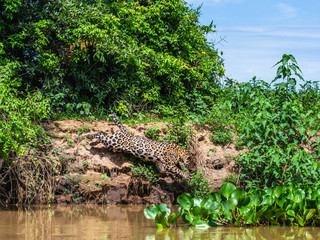 Jaguar attacks its victim. Jump into the water from the shore. South America. Brazil. Pantanal National Park. © gudkovandrey