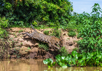 Jaguar attacks its victim. Jump into the water from the shore. South America. Brazil. Pantanal National Park.
