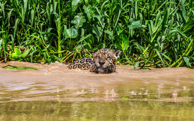 Jaguar is floating on the river. South America. Brazil. Pantanal National Park.