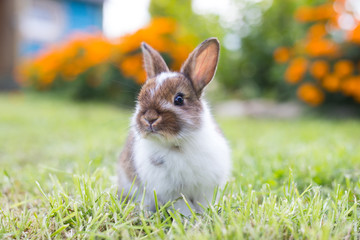 Funny little rabbit laying in the grass