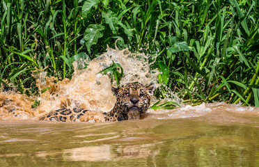 Jaguar among the jungle. Close-up. South America. Brazil. Pantanal National Park.