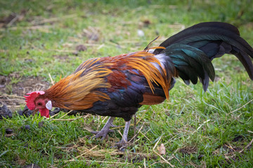 Rooster
