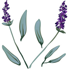 Violet lavender in a vector style isolated.