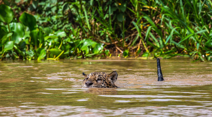 Jaguar is floating on the river. South America. Brazil. Pantanal National Park.
