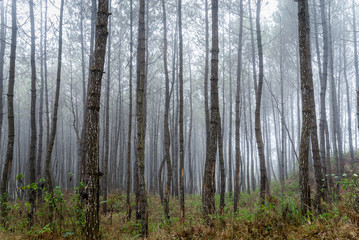 misty morning on foggy pine forest