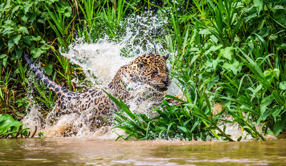 Jaguar attacks its prey in the water. South America. Brazil. Pantanal National Park.