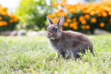 Funny little rabbit laying in the grass