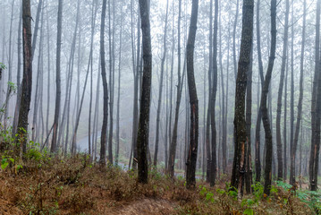 misty morning on foggy pine forest