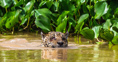 Jaguar is floating on the river. South America. Brazil. Pantanal National Park.