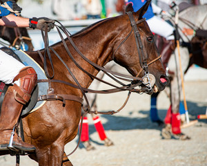 Obraz premium rider on a horse during polo games detail