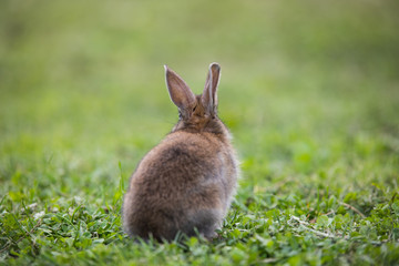 Funny little rabbit laying in the grass
