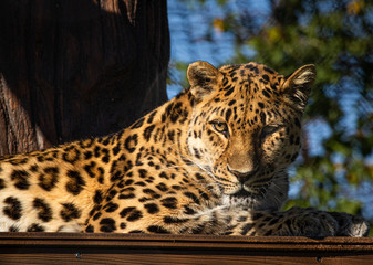Leopard