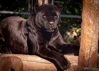 Zelfklevend Fotobehang Black Panther © MLB Photography
