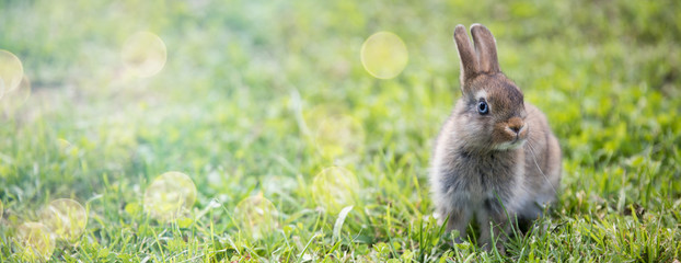 Funny little rabbit laying in the grass