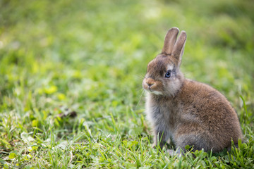 Funny little rabbit laying in the grass