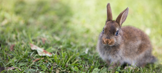 Naklejka na ściany i meble Funny little rabbit laying in the grass