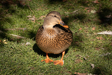 Brown Duck
