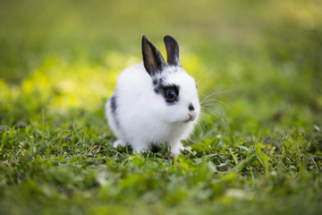 Funny little rabbit laying in the grass