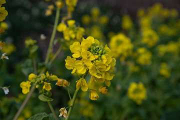 菜の花