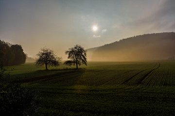 Fototapeta na wymiar Two trees on a field in the morning