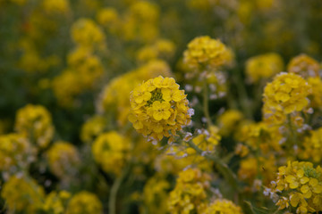 菜の花