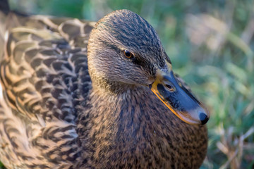 Birds and animals in wildlife. Amazing mallard duck swims in lake or river with blue water under sunlight landscape. Closeup perspective of funny duck.