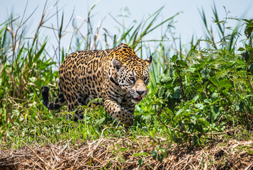 Jaguar walks along the grass along the river bank. South America. Brazil. Pantanal National Park.
