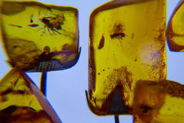 Amber, fossil resin produced by pine trees. Inclusions of insects.  Animals preserved in the amber,