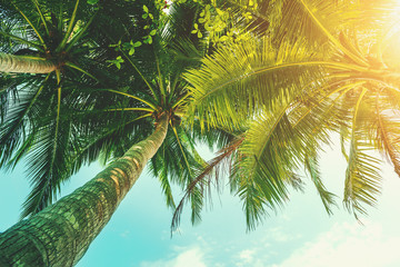 Fototapeta na wymiar Vintage toned palm tree over sky background