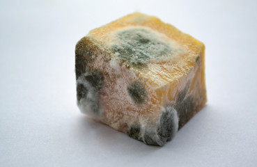 A small square piece of spoiled hard cheese with green, white and black mold on it