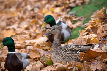 Birds and animals in wildlife. Amazing mallard duck swims in lake or river with blue water under sunlight landscape. Closeup perspective of funny duck.