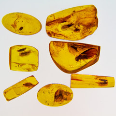Amber, fossil resin produced by pine trees. Inclusions of insects.  Animals preserved in the amber,