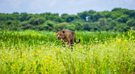 Jaguar walks along the grass along the river bank. South America. Brazil. Pantanal National Park.