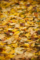 fallen colorful leaves on the ground autumn day