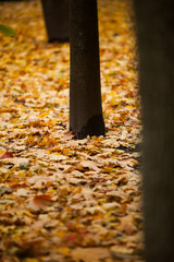 tree trunks against the fallen autumn leaves