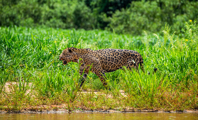 Jaguar walks along the sand along the river against the backdrop of beautiful nature. South America. Brazil. Pantanal National Park.