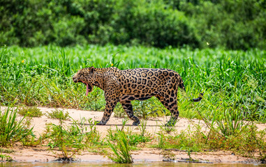 Jaguar walks along the sand along the river against the backdrop of beautiful nature. South America. Brazil. Pantanal National Park.